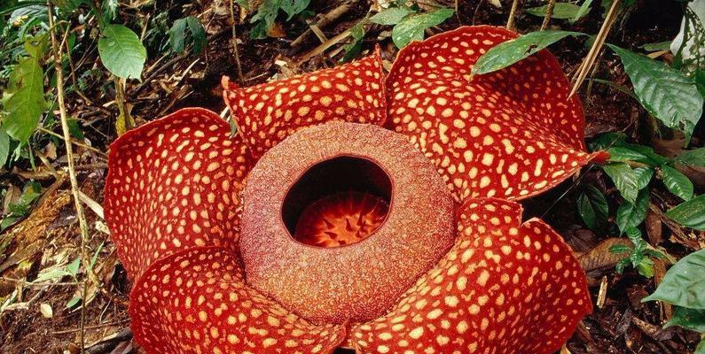 《幻塔泰坦魔芋解密技巧大全》（探索游戏世界，助你轻松突破难关！）