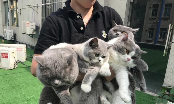 开心猫舍旅行照片S各地S照片获取指南（让你的旅行照片更S，打造专业S级旅拍）