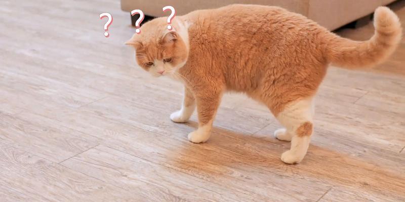 玩转灵猫传，如何使用逗猫棒让小花园的猫咪高兴起来（以游戏为主，让逗猫棒成为你和猫咪互动的利器）