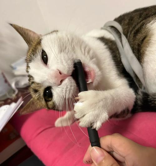 玩转灵猫传，如何使用逗猫棒让小花园的猫咪高兴起来（以游戏为主，让逗猫棒成为你和猫咪互动的利器）