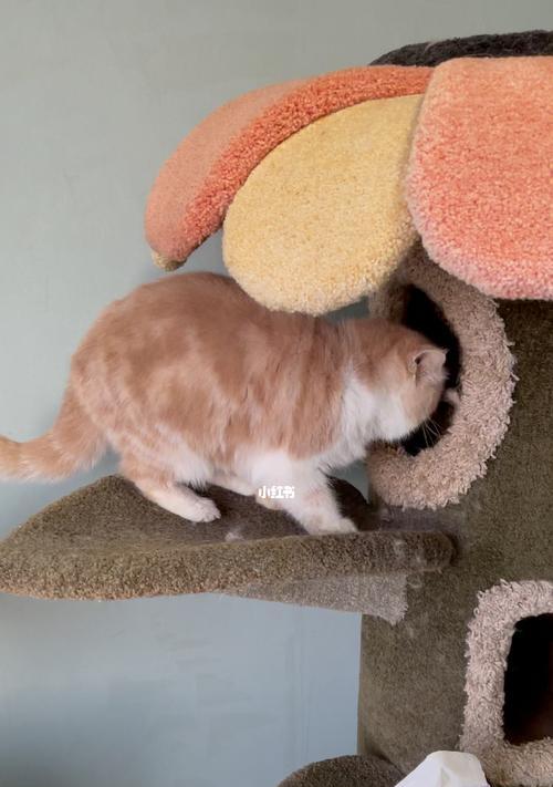 《探析猫之城叛逆主张的强度》（以游戏为主的反抗情节、强度评估与探讨）