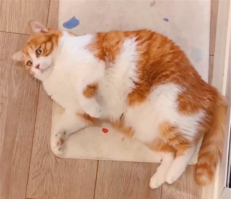 猫之城新手攻略（掌握技巧，让你在游戏中更快升级）