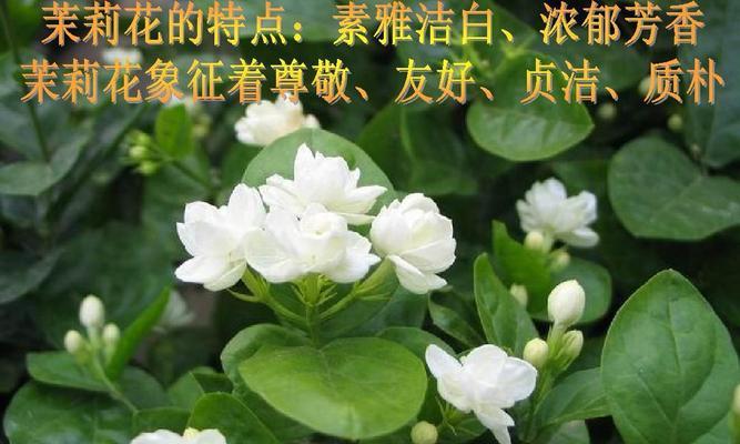 《天天酷跑》芬芳茉莉轻松拿钻石攻略（小心谨慎）