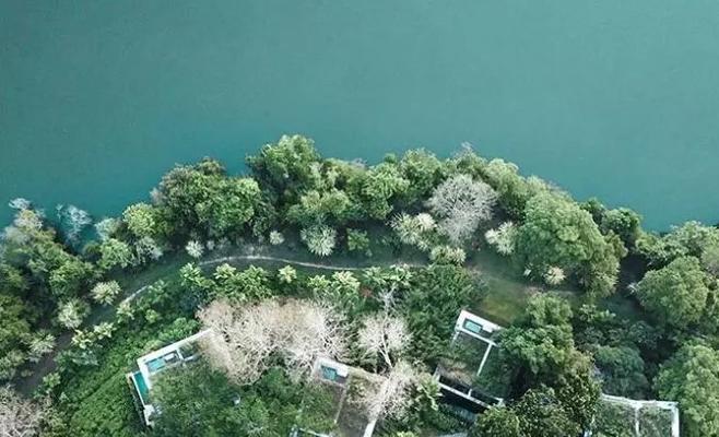 《风云岛行动》必备（以风云岛行动伪装树效果介绍为主）