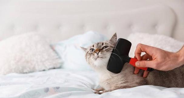 解密围住神经猫，三步必过关（以游戏为主）