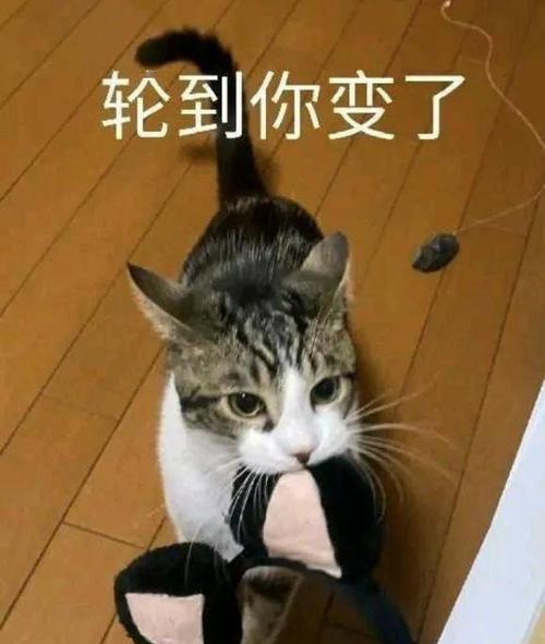 《暖暖环游世界》天空之塔猫娘过关方法是什么？