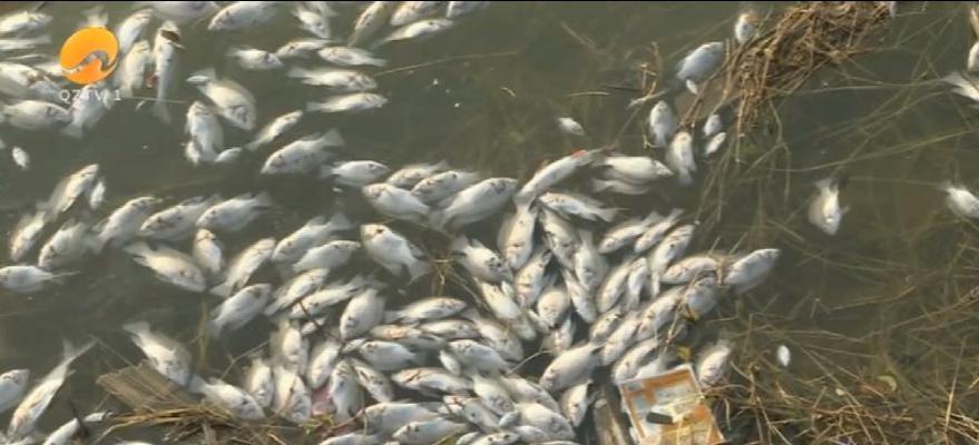 《缺氧》热泉环境藻类养殖箱怎么用？使用方法一览？