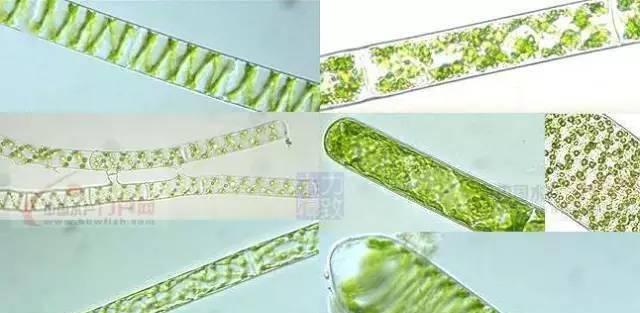 《缺氧》热泉环境藻类养殖箱怎么用？使用方法一览？