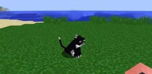 我的世界小猫驯服的正确方法是什么？