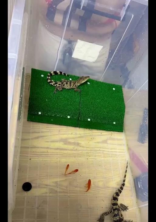 魔兽世界中鳄鱼技能如何手动操作？操作技巧是什么？