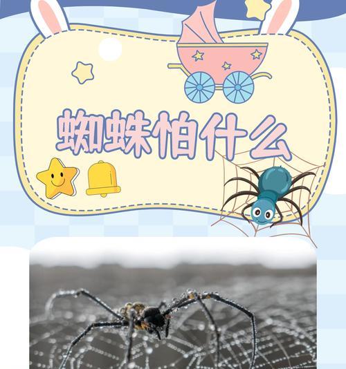 蜘蛛属于哪个阵营？
