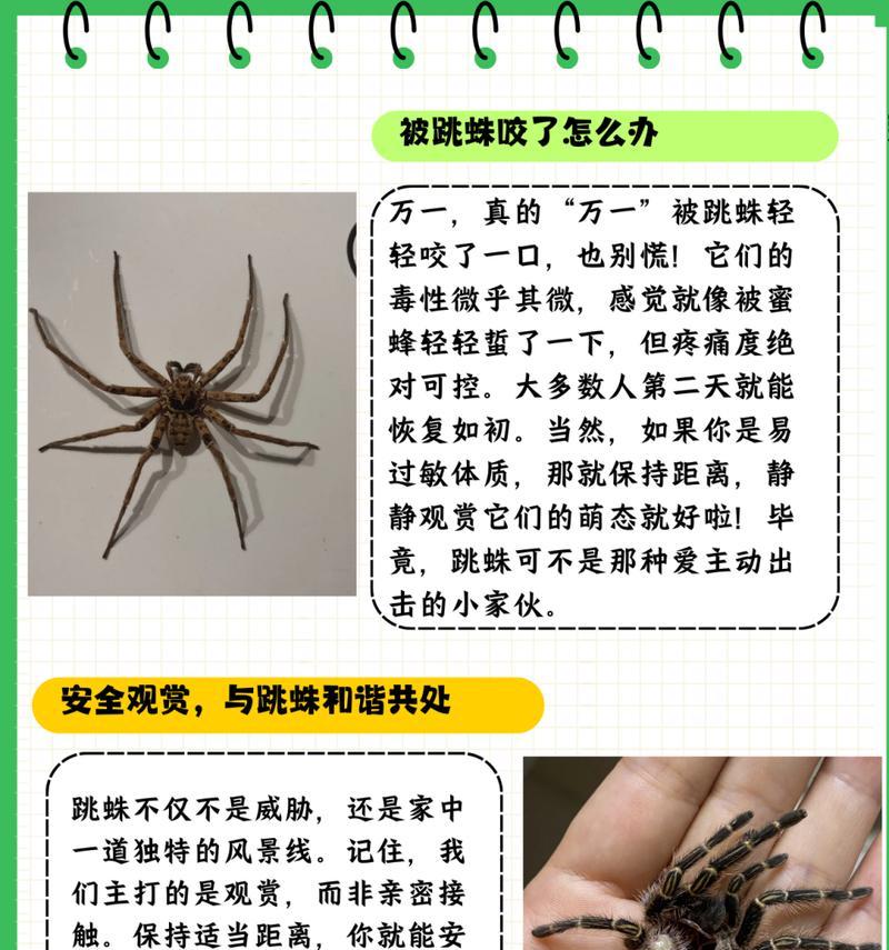 蜘蛛属于哪个阵营？