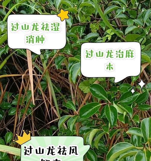 新龙在下路的作用是什么？