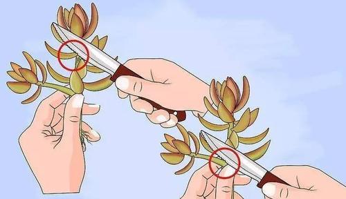 幻兽解除繁殖的步骤是什么？如何避免繁殖失败？